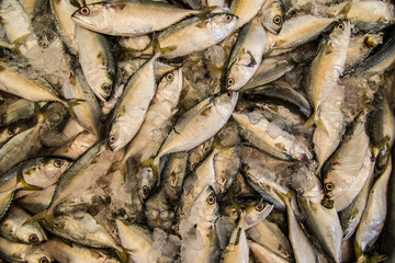 Group of mackerel fish with ice for sell at market