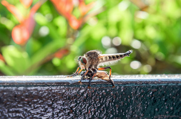 Close up of a robber fly as it eats the insect.