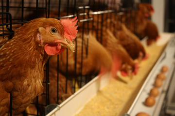 chickens bantam ,Rooster crowing isolated in cage