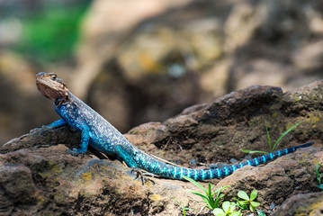 Agama Lizard in Kenya
