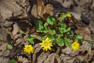 First spring yellow flower