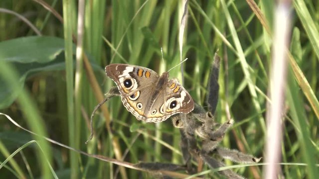 Common buckeye (Junonia coenia) butterfly warming its wings at sunset on the prairie.