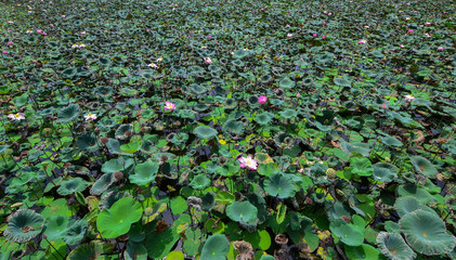 Selective focus blurred of Pink Lotus flower and Lotus flower plants,Pink lotus pond scenery