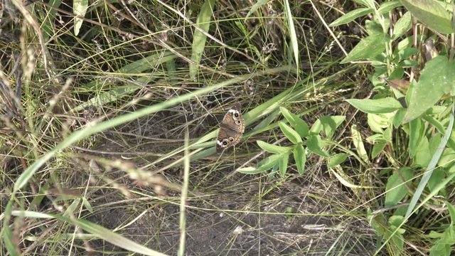 Buckeye (Junonia coenia) butterfly moves about on the prairie ground.