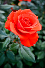 beautiful bush of red rose