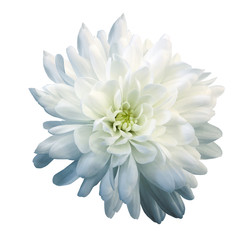 Chrysanthemum white-blue. Flower on  isolated  white background with clipping path without shadows. Close-up. For design. Nature.
