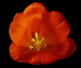 Red-yellow tulip  flower on isolated   black background with clipping path without shadows. Close-up. For design. Nature.