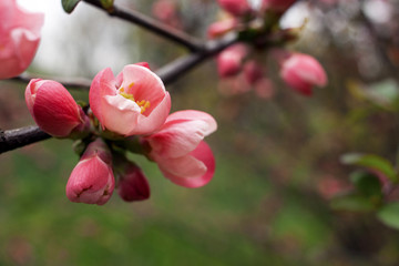 Fototapeta premium flowering Japanese cherry