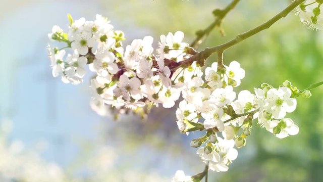 Cherry blossom flowers on trees baranch in pastel tone.