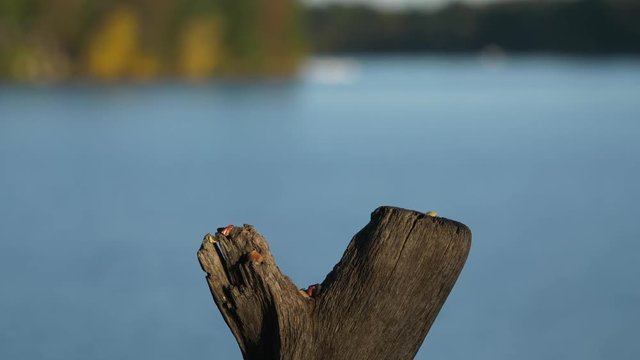 Blue jay hogs down a bunch of nuts on a perch by the lake