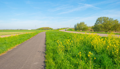 Fototapeta na wymiar Wild flowers along a road in sunlight in spring