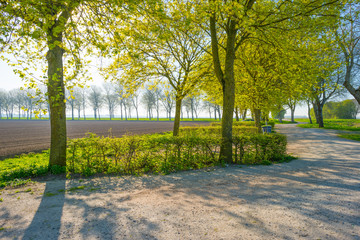 Trees along a field in sunlight in spring
