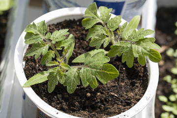 Tomato seedlings in a plastic cup.