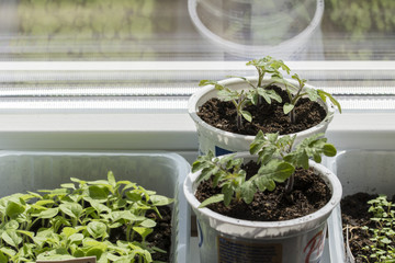 Tomato seedlings in a plastic cup.
