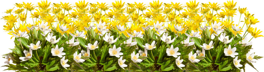 Frame with yellow lesser celandines and anemones on a white background.