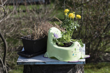 Yellow flowers of annuals planted in plastic potty.