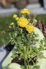 Yellow flowers of annuals planted in plastic potty.