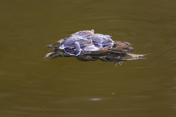 Obraz premium A ball of common toads mating in a lake