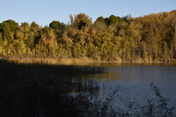 Lago, paisaje, otoñal, otoño, laguna, tranquila, amanecer