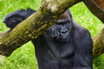 Big silverback gorilla leaning on a tree © Thorsten Spoerlein