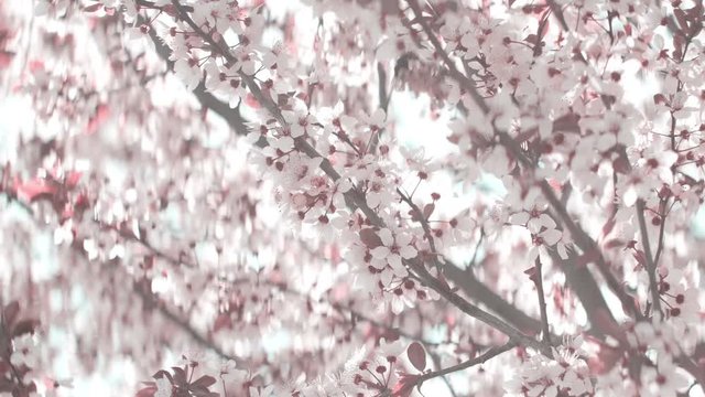 Pink cherry flowers blooming in springtime