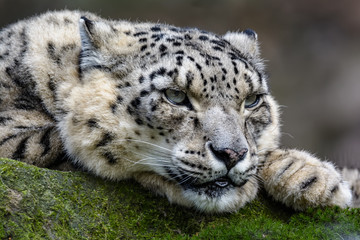 Snow leopard laying on a rock