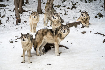 Gray wolf pack with alpha in the center looking at camera - 201449412