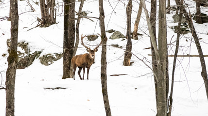 Wapiti elk deer walking in the forest - 201449430