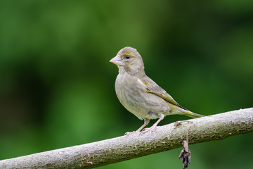 Green finch sitting on a branch