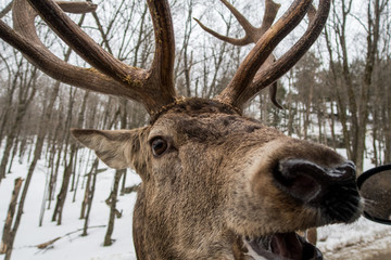 Wapiti elk deer waiting in Parc Omega wants his carrot