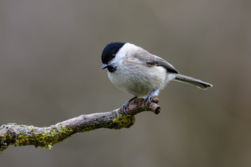 Willow tit sitting on a branch