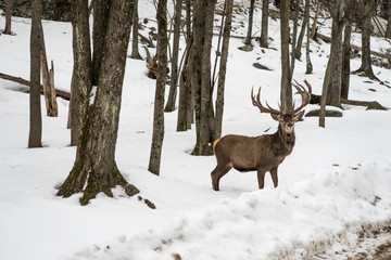 Wapiti elk deer waiting on the side of the road - 201449463