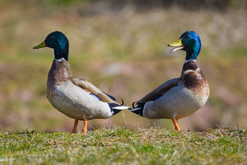 Two male mallard ducks standing near a lake