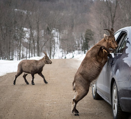 Chamois checking vehicle papers - 201449479