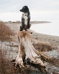 dog on a log