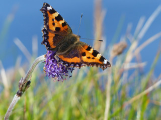 Small tortoiseshell butterfly on purple flower and sea background
