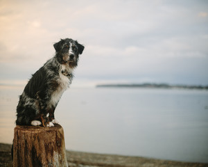 dog on a log 2