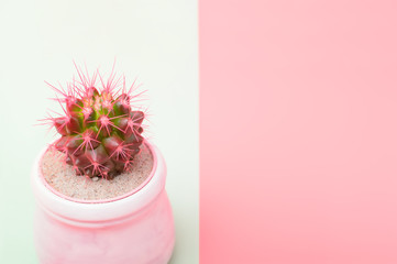 Pink cactus in white flower pot on Light rose and mint background. Trendy Vanilla Colors. Copy space.