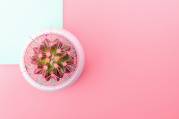 Pink cactus in white flower pot on Light rose and mint background. Trendy Vanilla Colors. Copy space. Flat lay.
