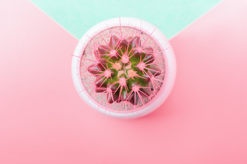 Pink cactus in white flower pot on Light rose and mint background. Trendy Vanilla Colors. Copy space. Flat lay.