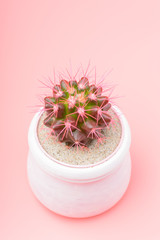 Pink cactus in white flower pot on Light rose background. Trendy Vanilla Colors. Vertical