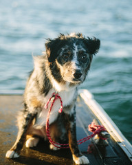 dog on dock