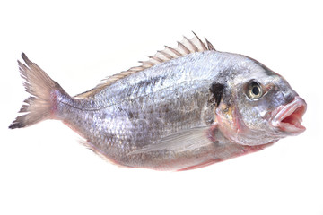 Fish dorado