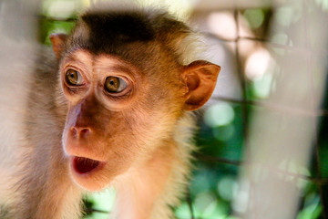 Obraz premium Monkey expression or meme are captured