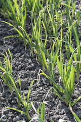 Green stems of planted garlic in the field.
