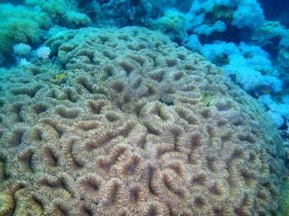 Stone coral
