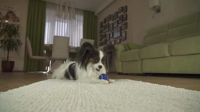 Dog Papillon playing with a ball on a rug in living room stock footage video