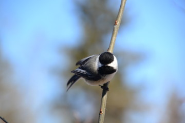 Black-capped Chickadee ready for takeoff