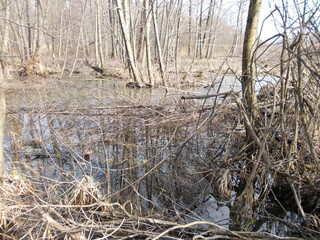 Весенний разлив