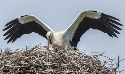 Fototapeta premium storch im nest